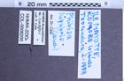 Etikette zu Phibisa lugubris (NHMW-ZOO-COL-0008200)